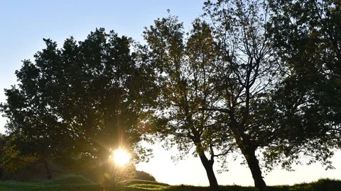 Sun among the branches of the tree 4k timelapse sunrise Video stock 81980056