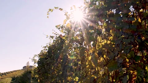 Sun among the grape leaves 库存影片 142655793