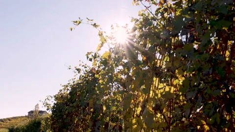 Sun among the grape leaves 库存影片 142656600