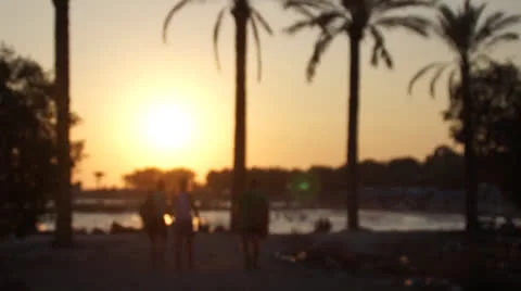 Sun among the palm trees Stock Footage 25427037