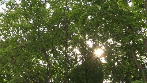Sun among the trees Video stock 135477083