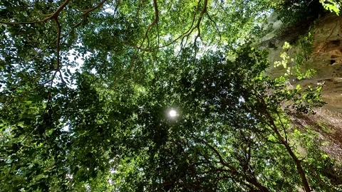 SUN AMONG THE TREES 库存影片 197333790