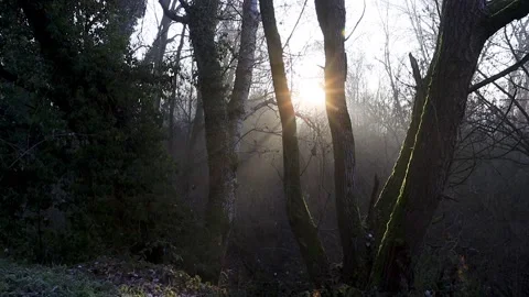 Sun among the trees in the forest 1 - Italian nature Video stock 167537621