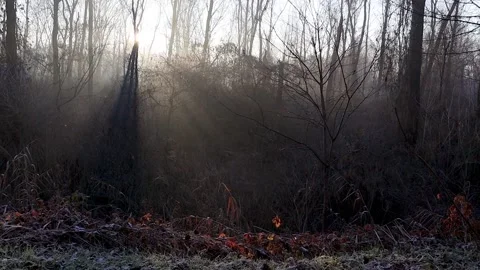 Sun among the trees in the forest 2 - Italian nature Video stock 167537623