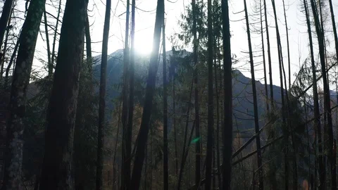 Sun among the trees in the forest, Dolomites, versus the sun Stock Footage 99037930