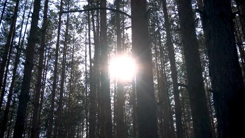 The sun among the trees in the forest Stock-Footage 113525744