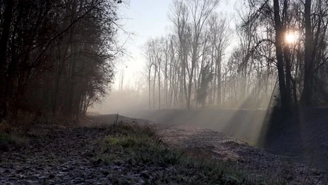 Sun among the trees in the forest - Italian nature Stock Footage 167537656