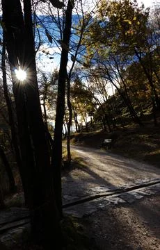 Sun among the trees Stock Photos