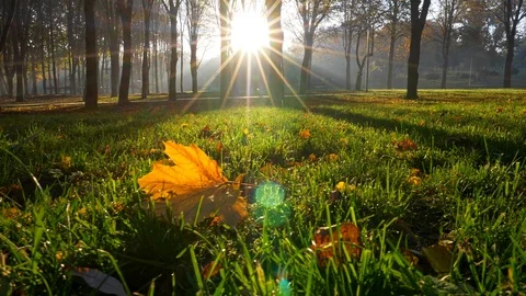 Sun and beams lighting everything in autumn park. Yellow maple leaf lying among Stock-Footage 114064771