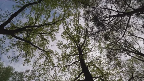 The sun and blue sky are breaking through the trees. Stock Footage 130283754