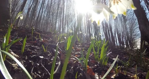 Sun and blue sky seen through snowdrops in the spring forest Stock Footage 51267870