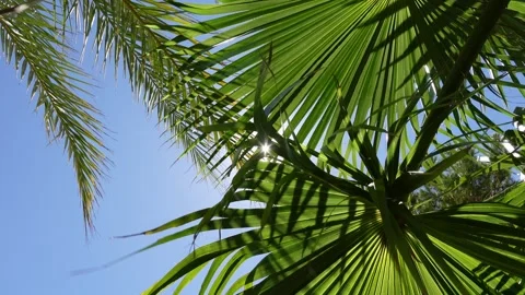 Sun and blue sky seen through green palm leaves Stock Footage 285231558
