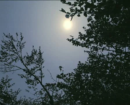 SUN and branches with blue sky Video stock 11400834
