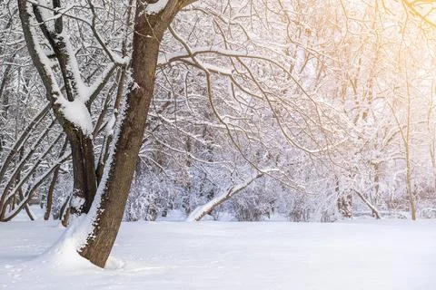 Sun and branches of trees completely covered by snow. Park withsnowy trees. Stock Photos