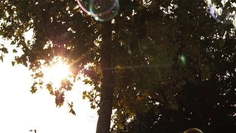 Sun and bubbles with tree background Stock-Footage 119747919