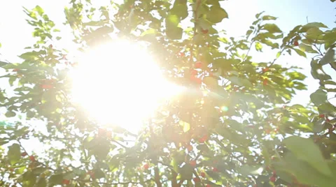 Sun and Cherry Tree with Cherries - Tracking shot Video stock 38481056