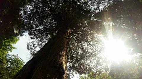The sun and coniferous tree species from the bottom up Stock Footage 38055846