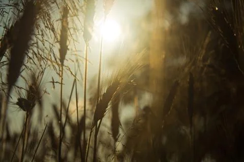 Sun and cornfield macro Stock Photos