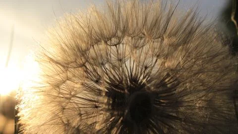 Sun and dandelion Stock-Fotos