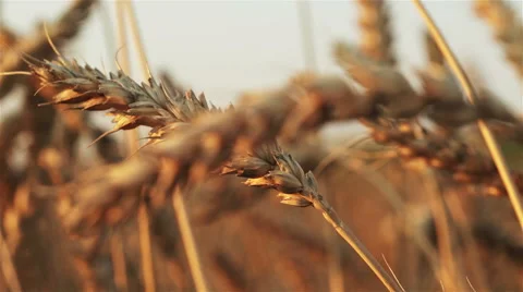 Sun and ears of wheat Stock Footage 55632696