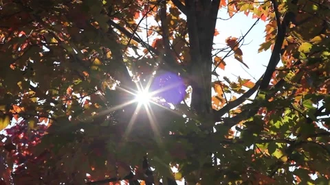 Sun and Fall Leaves - Rack Focus Lens Flare Stock Footage 236812034