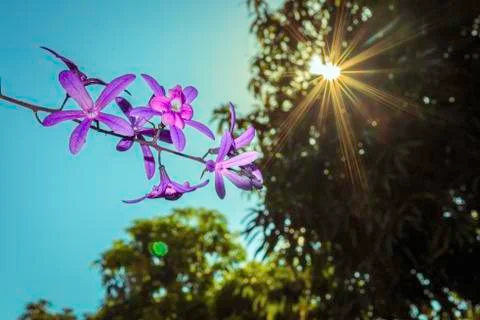 Sun and flower Stock Photos