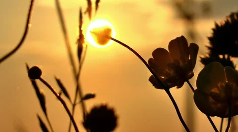 Sun and Flower. Yellow color. Unsharp background Stock Footage 64753953