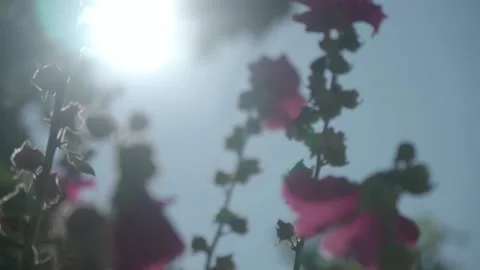 Sun and Flowers Close Up Stock Footage 133524334
