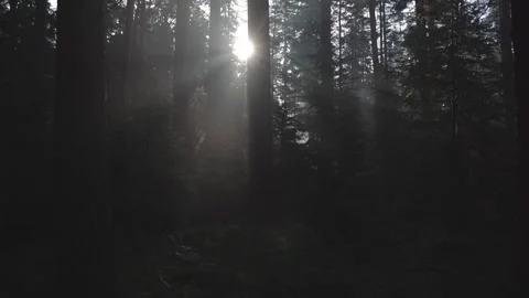 Sun and fog through trees in woods in fall Видео 255613419