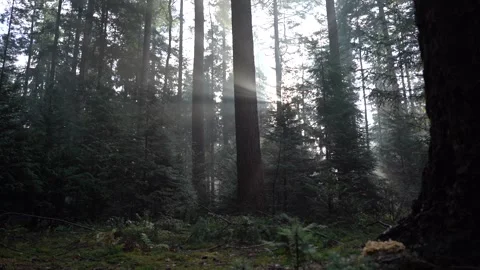 Sun and fog through trees in woods during fall Видео 255613437