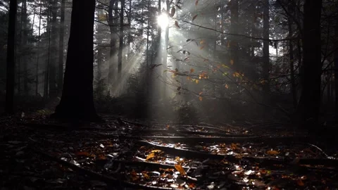 Sun and fog through trees and golden leaves in woods during fall Видео 255613489