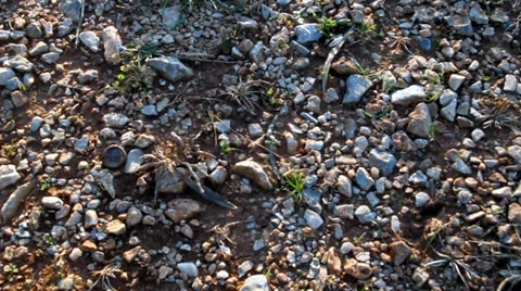 Sun and Forest 1 Vídeo Stock 39949542