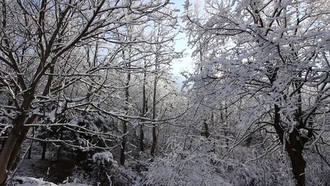 The Sun and The Forest With Snow During The Winter Video stock 81599745
