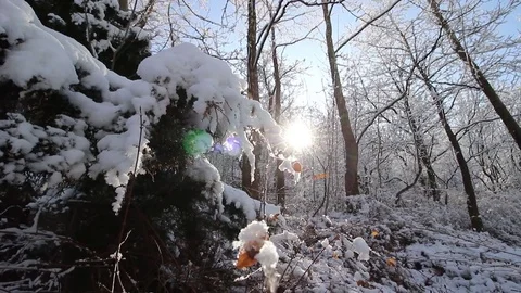 The Sun and The Forest With Snow During The Winter - with   camera moving, hd Stock Footage 81600352