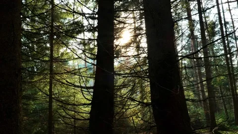 Sun and forest.forest wallpaper . Sun rays and glare in the pine forest Stock Footage 305083108