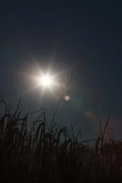 Sun and grain Stock Photos