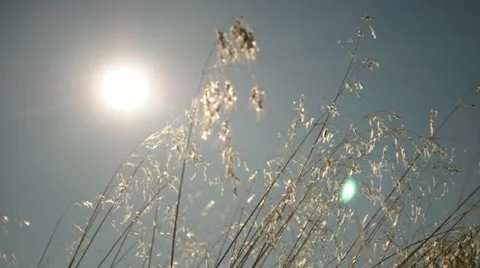 Sun and Grass 030252 Stock Footage 11240637