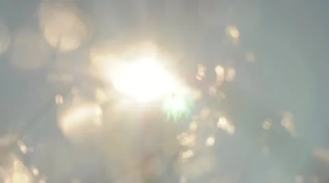 Sun and Grass 030255 Stock Footage 11240635