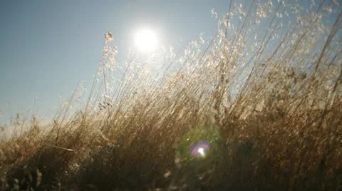 Sun and Grass Movement 030253 Stock Footage 11240634