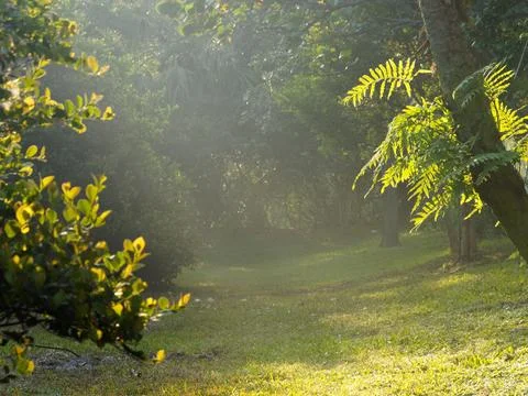 Sun and Green Stock Photos