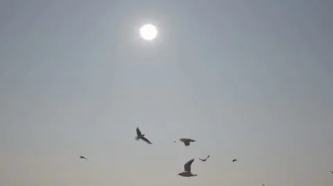 Sun and gulls Stock Footage 34447849