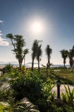 The sun and its rays illuminating the seashore with palm trees in the foreground Stock Photos