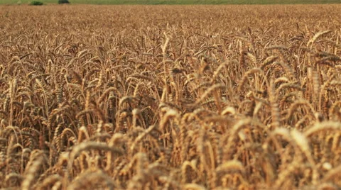 Sun and large wheat field Stock Footage 55632699