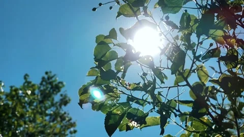 Sun and leafs Stock Footage 198803483