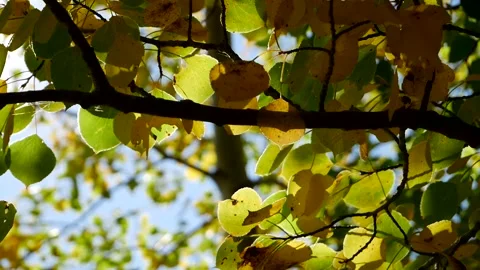 Sun and Leaves 2 Stock Footage 141288097