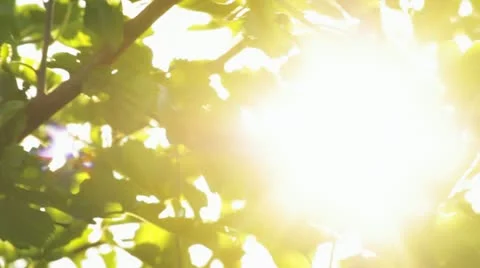 Sun and leaves Video stock 22062042