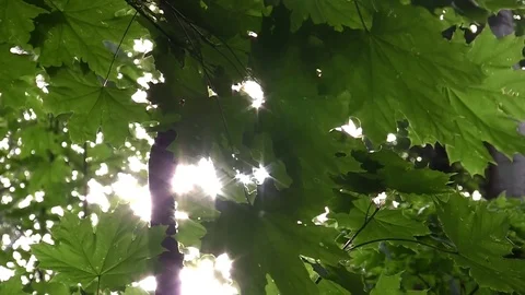 Sun and leaves Stock Footage 83844563