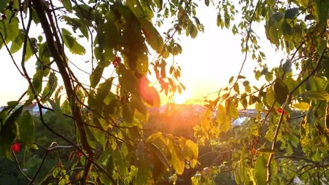 Sun and Leaves Stock Footage 157510783