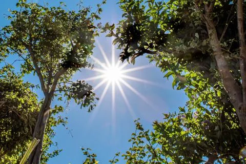 Sun and leaves Foto stock