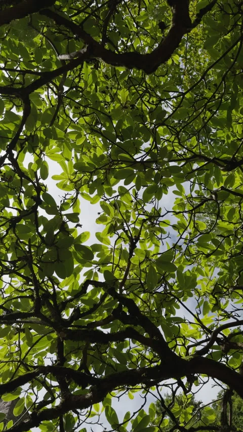 Sun and Leaves Rotation, Vertical Format Stock Footage 280402236